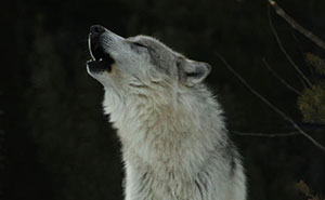 West-Yellowstone-Wolf