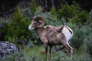 West-Yellowstone-Bighorn-Sheep